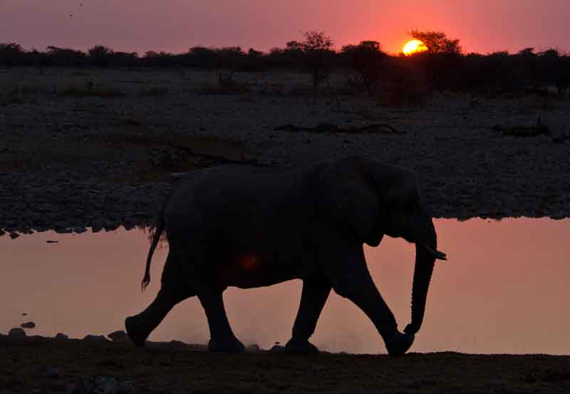 75 - Namibia - elefantes al atardecer - parque nacional de Etosha